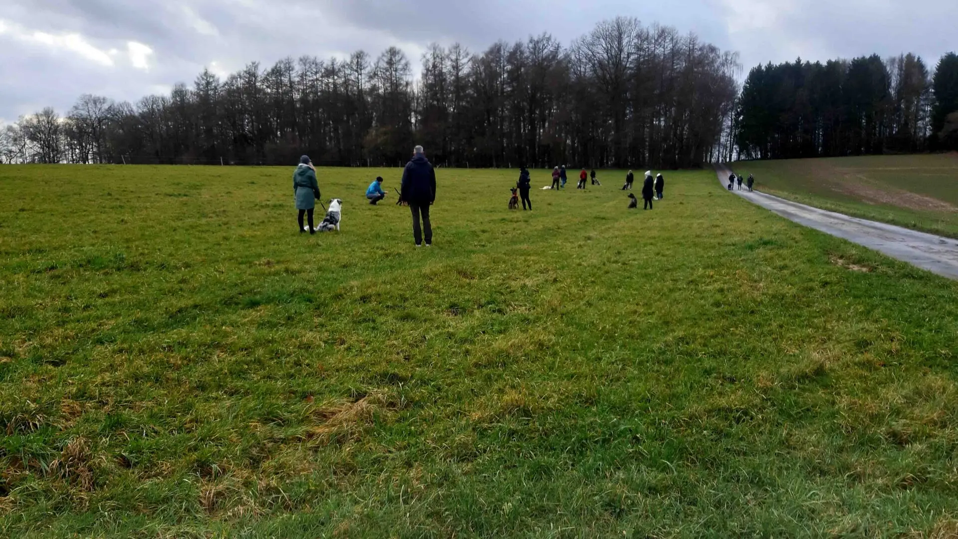 Trainingsspaziergang - Social Walk - Hundesozialisierung