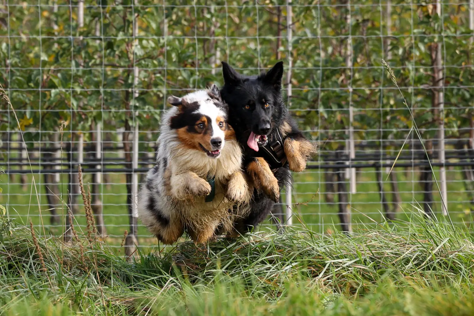 Rally Obedience ist Kommunikationstraining und Bindungstrainig