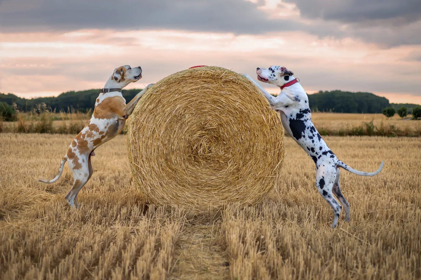 Training für Secondhand Hunde Tierschutzhunde