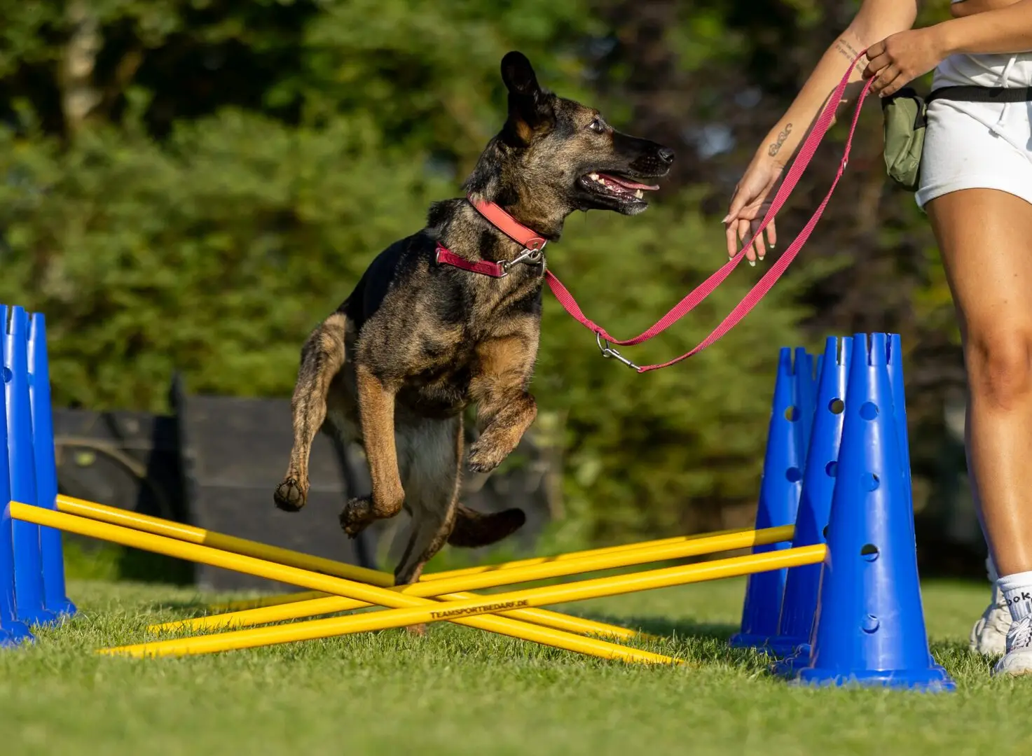 Alltagstraining soll Hund und Mensch Spaß machen