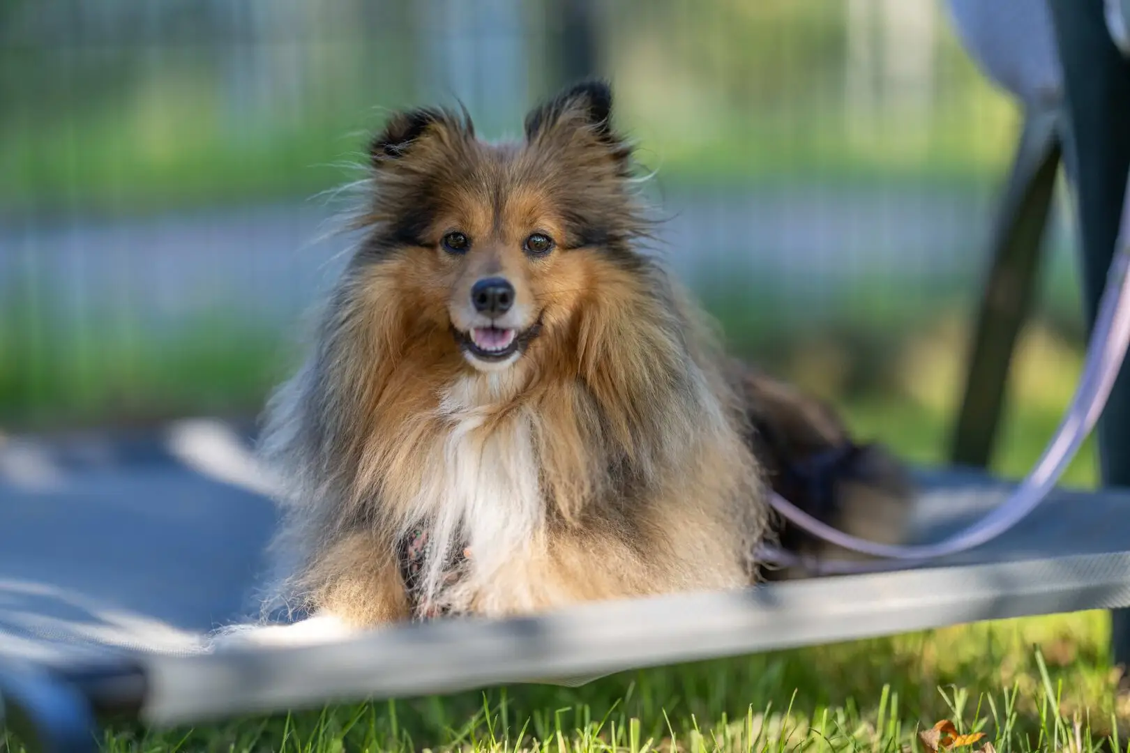Hundetraining Eitorf Hennef Alltagstraining Begegnungstraining Trainingsspaziergänge Social Walks Rally Obedience Gassi Service